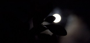 To the Moon